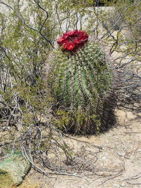 Cannundrums: Sonoran Barrel Cactus