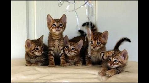 Toyger Cat And Kittens History Of The Toyger Cat Breed