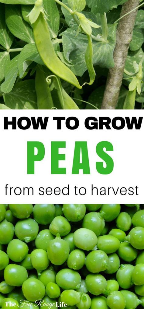 How To Grow Peas In Your Garden Peas Are A Simple Cool Weather Crop