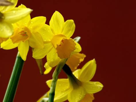 Daffodils Free Stock Photos Rgbstock Free Stock Images