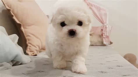 29 Teacup Bichon Frise Puppies Pic Bleumoonproductions