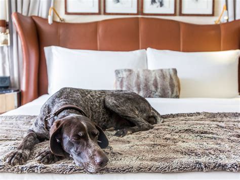 Book a stay at your favorite hotel chain! Pet-Friendly Hotels: The 10 Best Luxury Stays in the U.S ...
