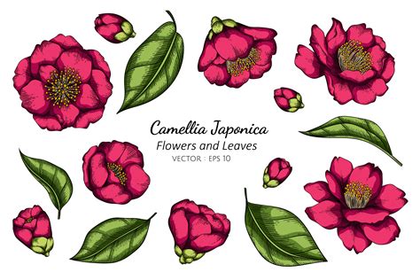 Maybe you would like to learn more about one of these? Pink Camellia Japonica Flower Drawing - Download Free ...