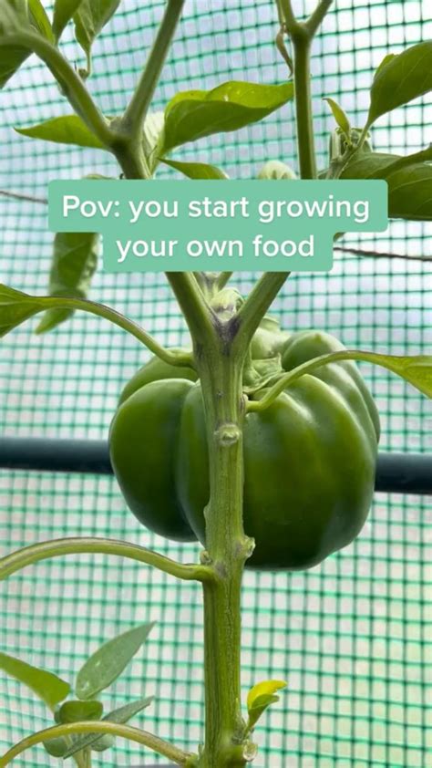 Start Growing Your Own Food Today In 2022 Container Gardening Vegetables Planting Vegetables