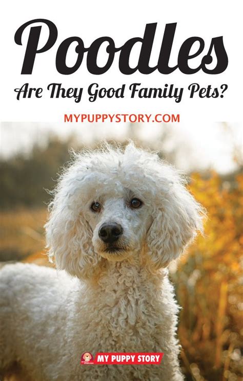 Today, i'm going to give you 12 romantic french pet names! Poodles: Are They Good Family Pets? | Dog names, Girl dog ...
