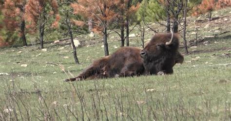 Bison Aka Buffalo Cow Female Giving Birth Labor Laying Down Exhausted