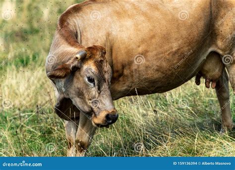 Brown Dairy Cow With Horns On A Meadow Italian Alps Stock Photo