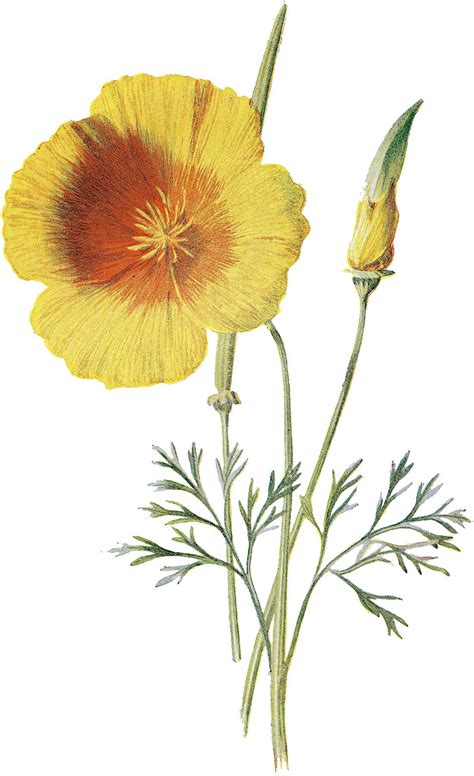 9 Circa 1905 Garden Flower Illustrations Updated Poppy Flower
