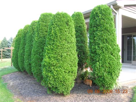 It can be used to create a makeshift barrier or fence, or just to add beauty to your yard. Andrew Vilcheck - Pruning
