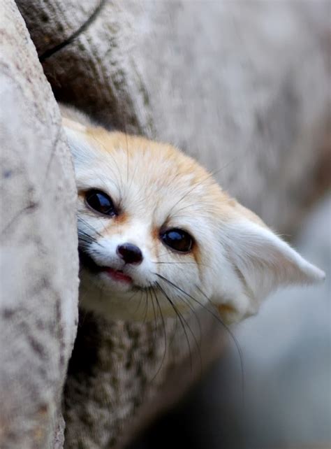Mindblowing Planet Earth Fennec Fox Is The Most Cute