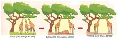 Teori Evolusi Biologi Tentang Asal Usul Kehidupan Biologi Indonesia Riset
