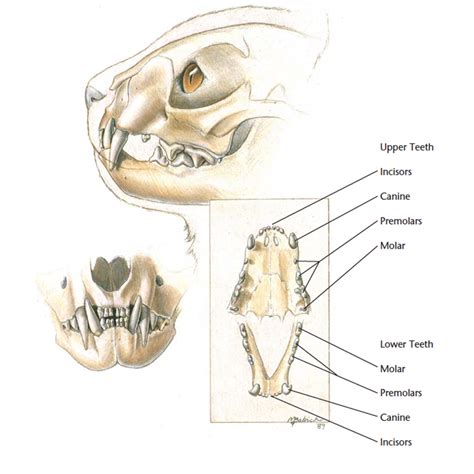 Cat Teeth Anatomy