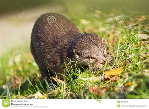 Otter Is Walking In The Grass Stock Image Image Of Pair Environment