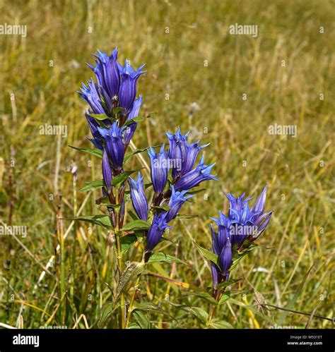 Willow Gentian Hi Res Stock Photography And Images Alamy