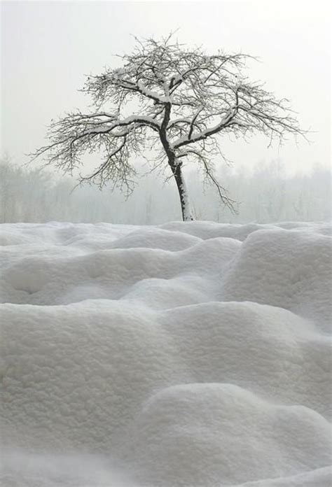 Pin By Katherine Baron On Winter Wonderland Black And White Winter