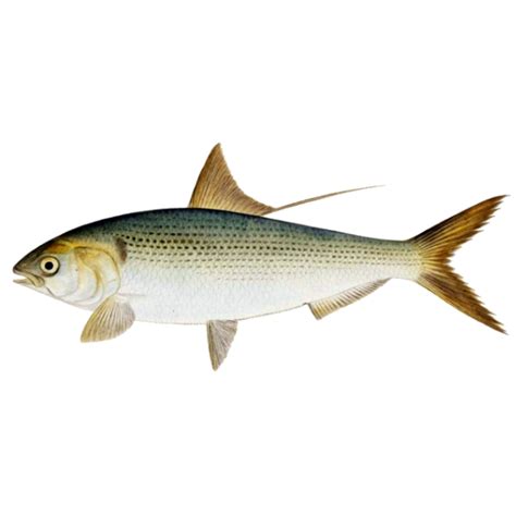 Fishing Ward Fish Species Konosirus Punctatus