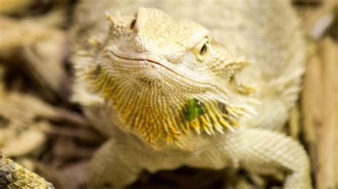 How To Tell The Sex Of Bearded Dragon 5 Ways Guide 2024