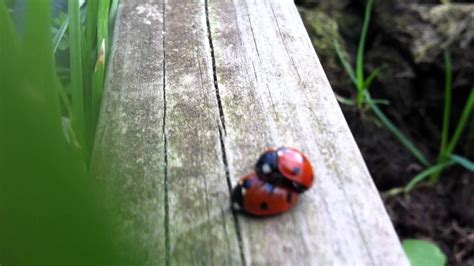 Ladybirdladybug Love Bugs Sex Youtube