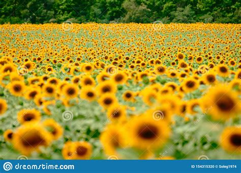 Sunflower Field Bright Yellow Flowers Beautiful Summer Landscape
