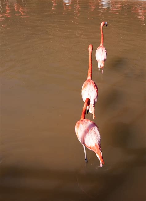 Free Stock Photo 2202-pink flamingos | freeimageslive
