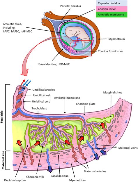 Placental Tissue Enlargement Model Uterus Vascular Amnion Anatomy