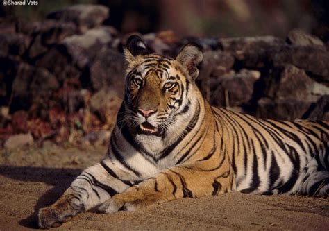 A Safari In Bandhavgarh National Park With Banvei Tigress