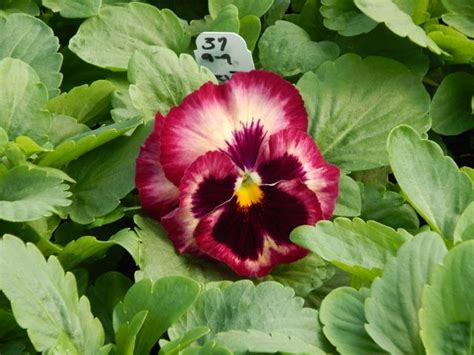 Pansy Colossus Rose Medley Plant Focus Pansies Pinterest Plant
