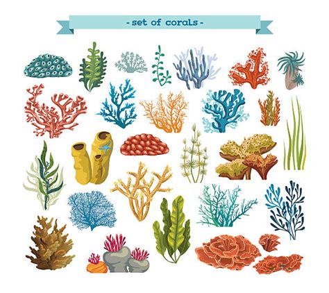 Coral Clipart 2 Clipart Station