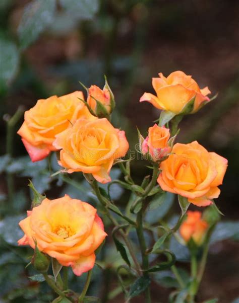 Orange Roses Stock Photo Image Of Nature Fresh Garden 89635572