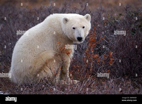 Polar Bear Ursus Maritimus In The Churchill Wildlife Management Area