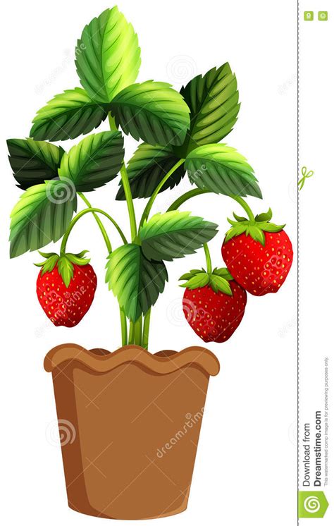Strawberry Plant In Clay Pot Stock Vector Illustration
