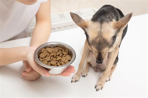 Solving Why Your Dog Wont Eat Lane Veterinary