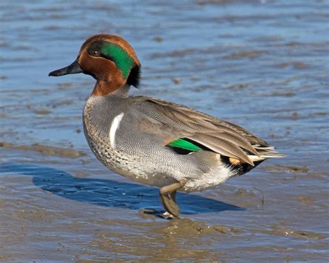 Green Winged Teal Green Wing Teal Male Photo Dennis Ancinec