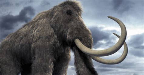 Woolly Mammoth Clone Is Now Possible Say Scientists Huffpost News