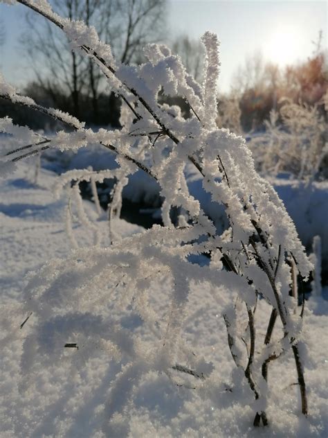 Free Images Nature Branch Freezing Twig Snow Frost