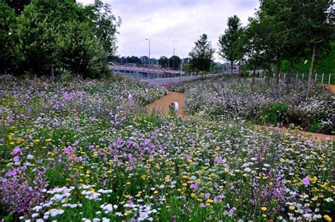 Love Square Sheffield Uk Plants Wildflower Garden Landscape