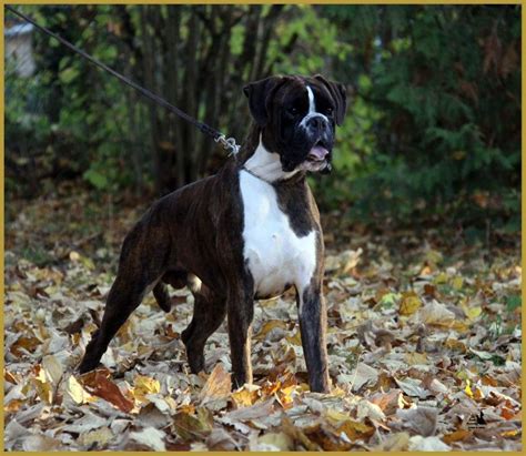 55 Boxer Boston Terrier Mix Puppies For Sale Uk Photo