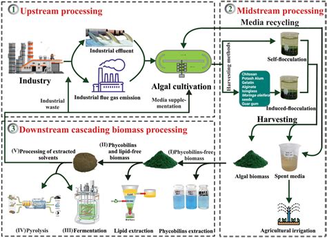 A Cascading Approach Of A Multiproduct Biorefinery 1 Upstream