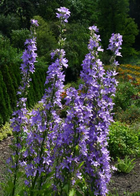 Add Height To Your Garden With These Towering Perennials Hgtv Tall