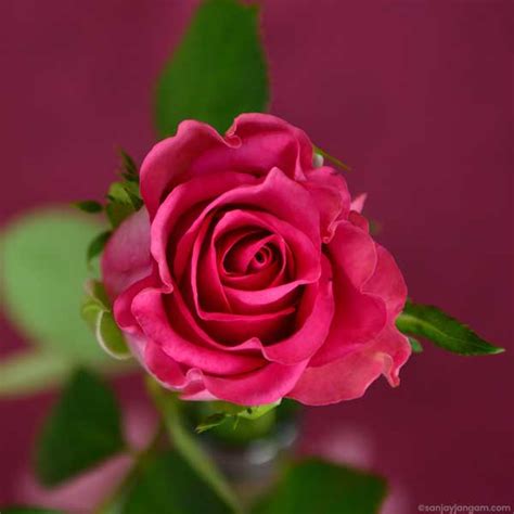 Discover Flower Images Rose Wallpaper Songngunhatanh Edu Vn