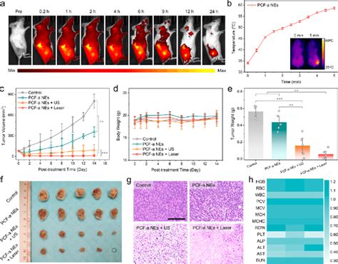 A Fluorescence Imaging Of T Tumor Bearing Mice After Intravenous