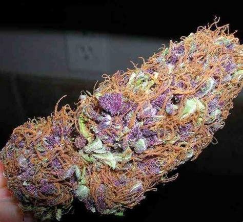 Purple Kush Cannabis Strain Review And Pictures The Weed