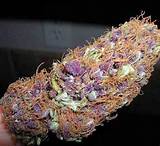 Images of Purple Marijuana Buds