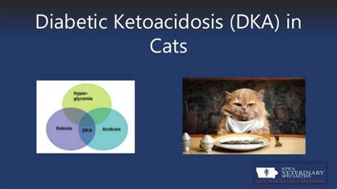 Diabetic Ketoacidosis Or Dka In Cats
