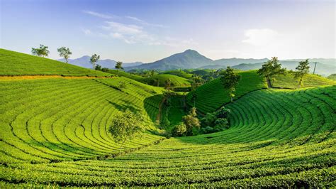 Greenery Tea Plantation Scenery Mountains Under Blue Sky During Daytime