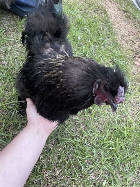 Quality Silkie Hatching Eggs Possible Frizzle Satin Paint Ebay