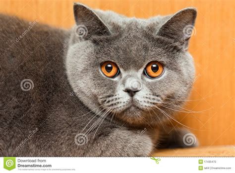 Cat Animal Stock Photo Image 17435470