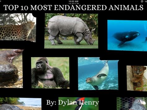 Top Ten Endangered Animals Driverlayer Search Engine