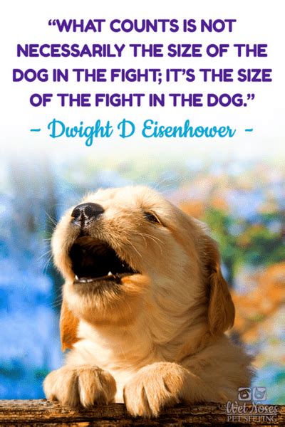 Dog And Cat Friendship Quotes Cats Vs Dogs Quotes And Funny Sayings