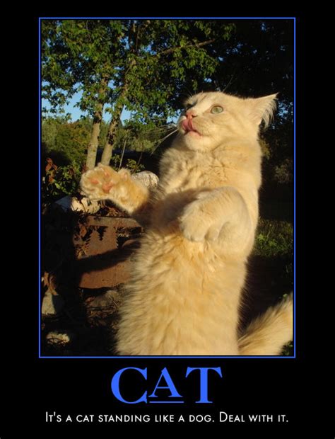 Demotivational Cat Poster